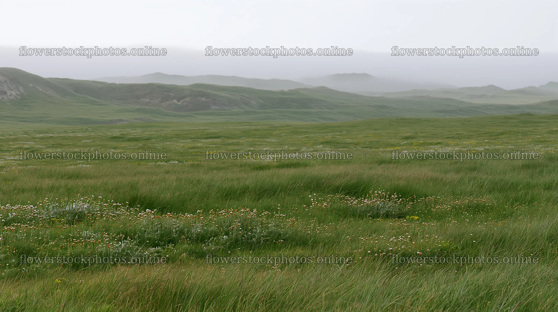 Machair beach meadow with tall grass and distant hills – flower stock photos 10608x5938