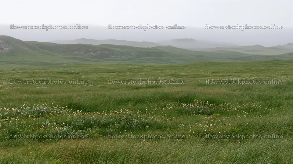 Machair beach meadow with tall grass and distant hills – flower stock photos 10608x5938