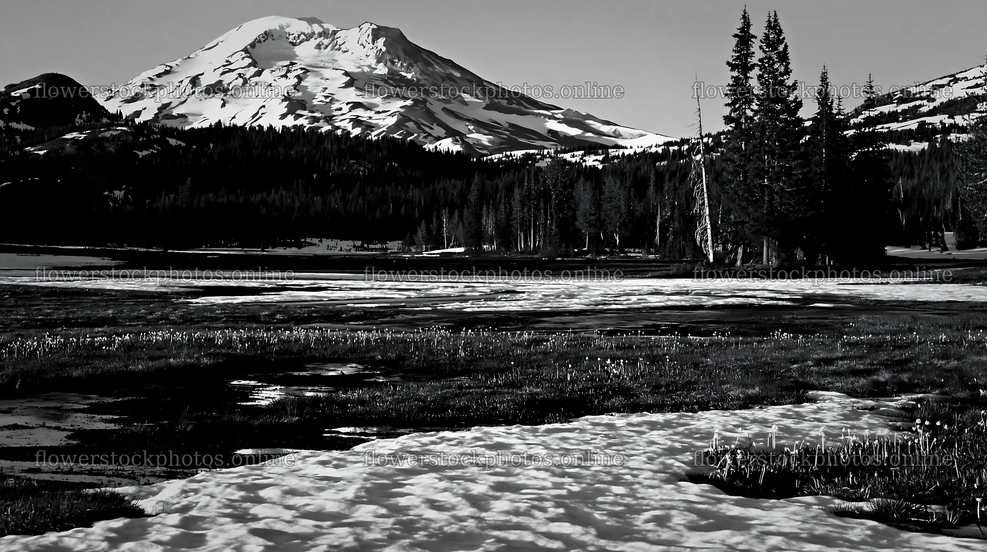 Snowmelt meadow with mountain backdrop and scattered trees – flower stock photos 10608x5938