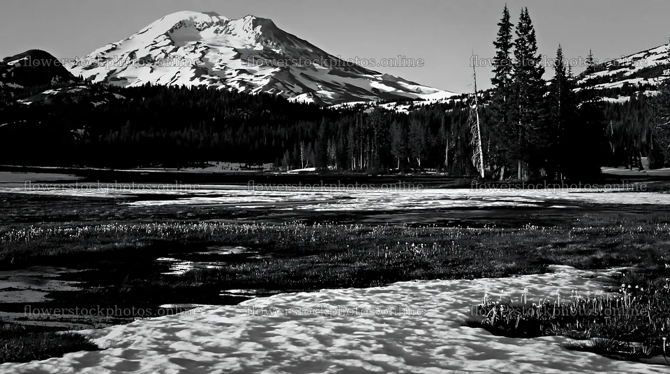 Snowmelt meadow with mountain backdrop and scattered trees – flower stock photos 10608x5938