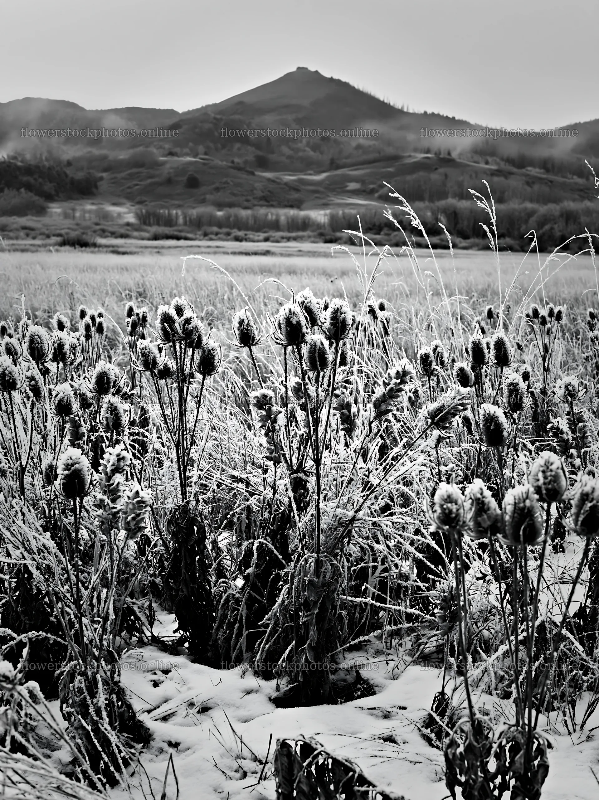 Frost-covered seedheads in a meadow with mountains in background – flower stock photos 6866x9174