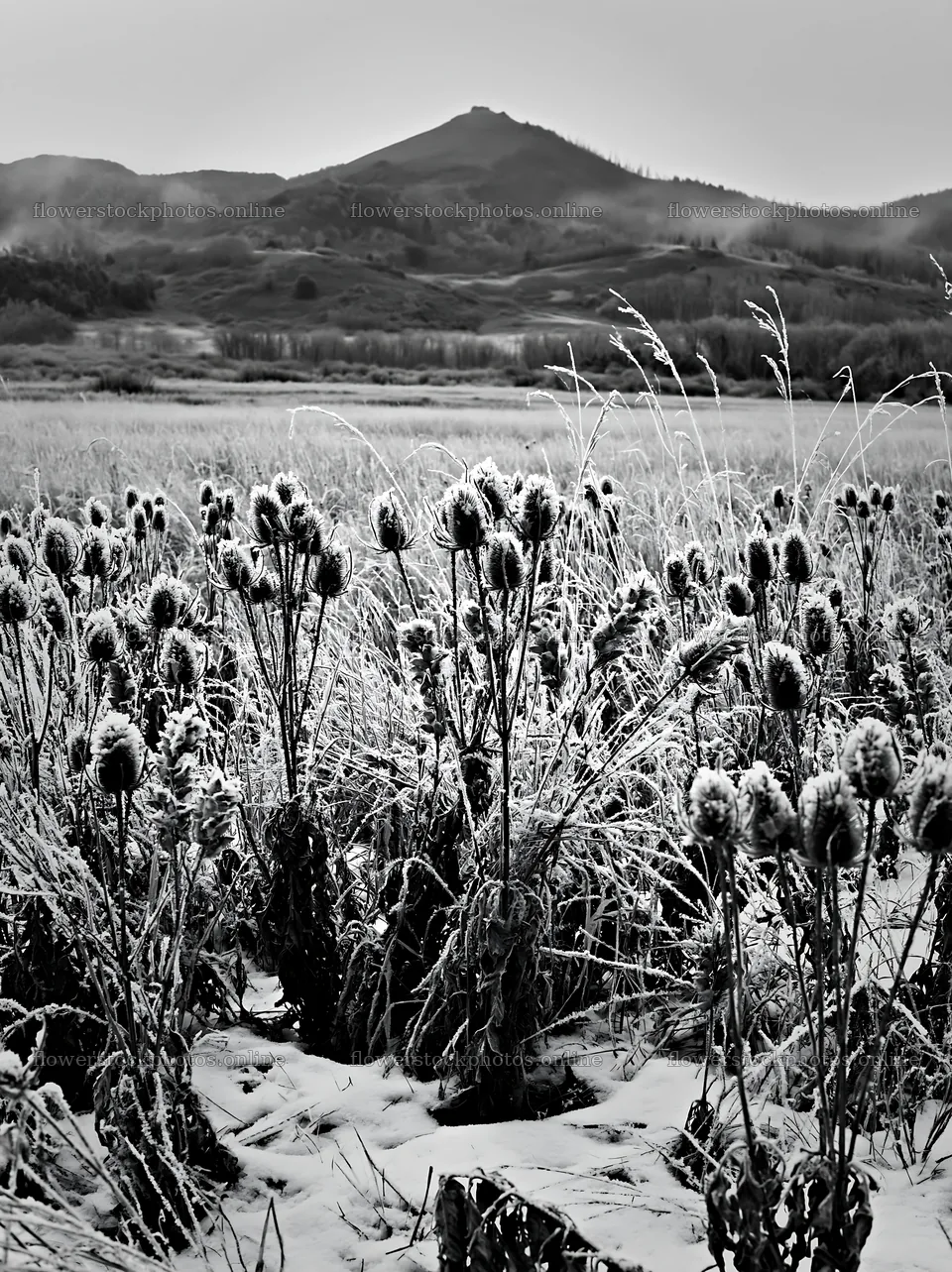 Frost-covered seedheads in a meadow with mountains in background – flower stock photos 6866x9174