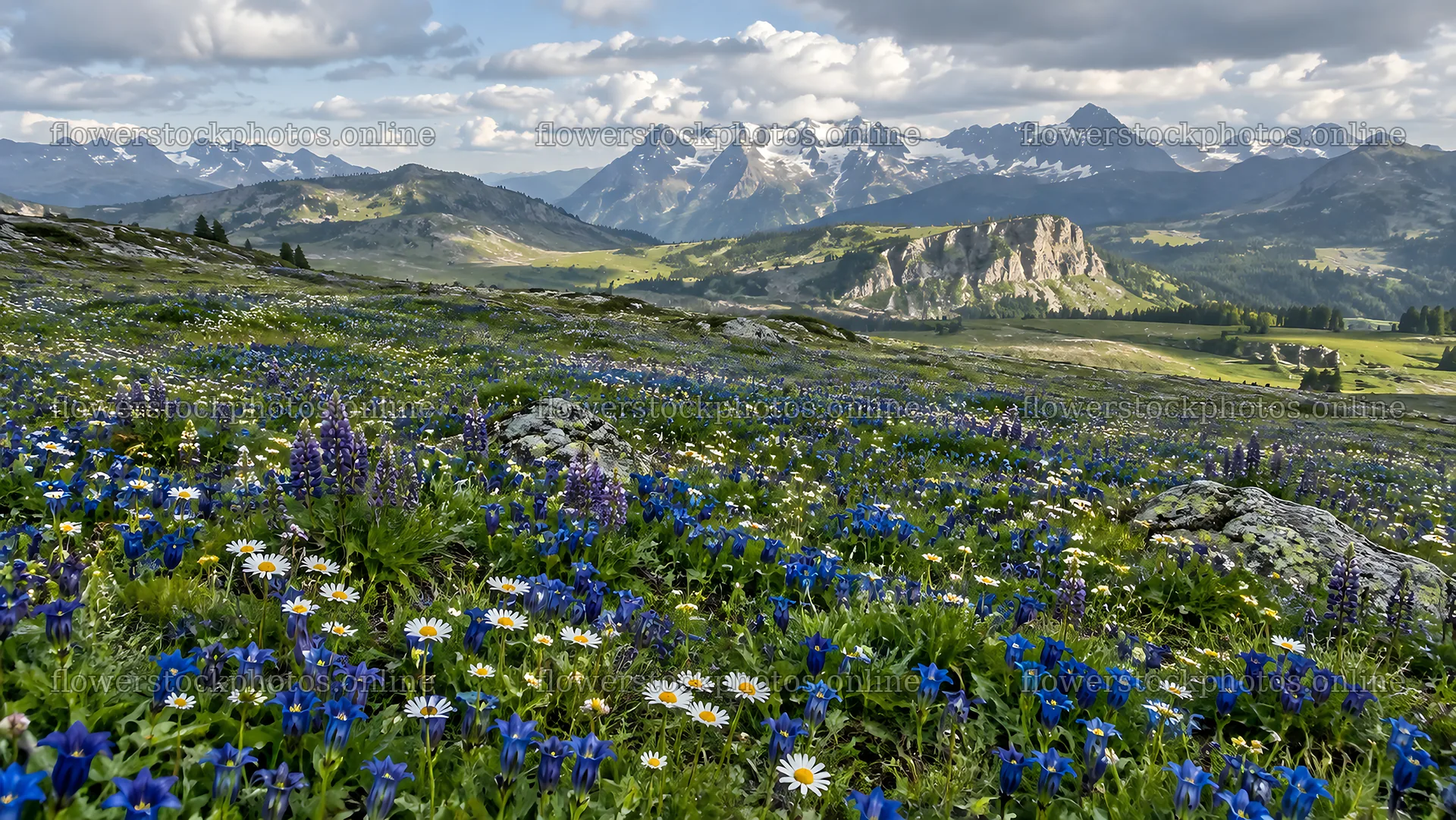 Wildflower meadow beneath snow-capped mountains – flower stock photos 10324x5812
