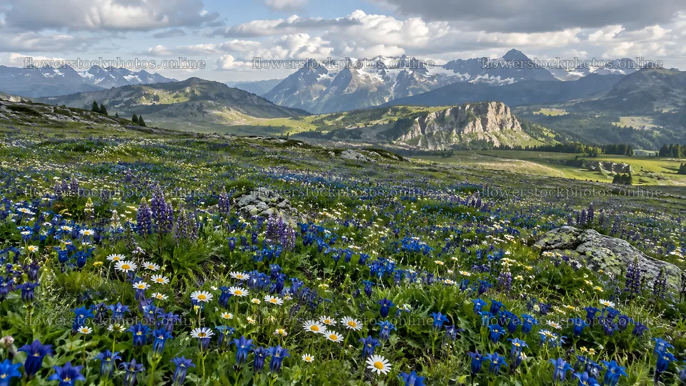 Wildflower meadow beneath snow-capped mountains – flower stock photos 10324x5812