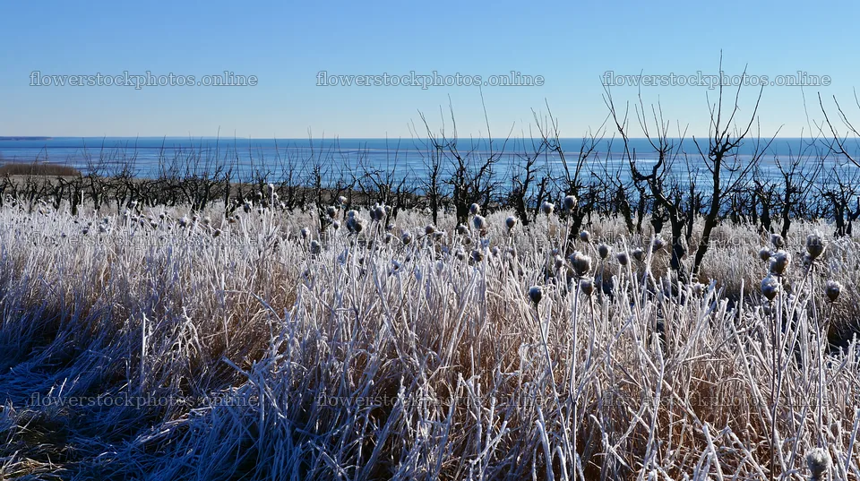 Seaside orchard meadow with frosted grass and bare trees – flower stock photos 10608x5938