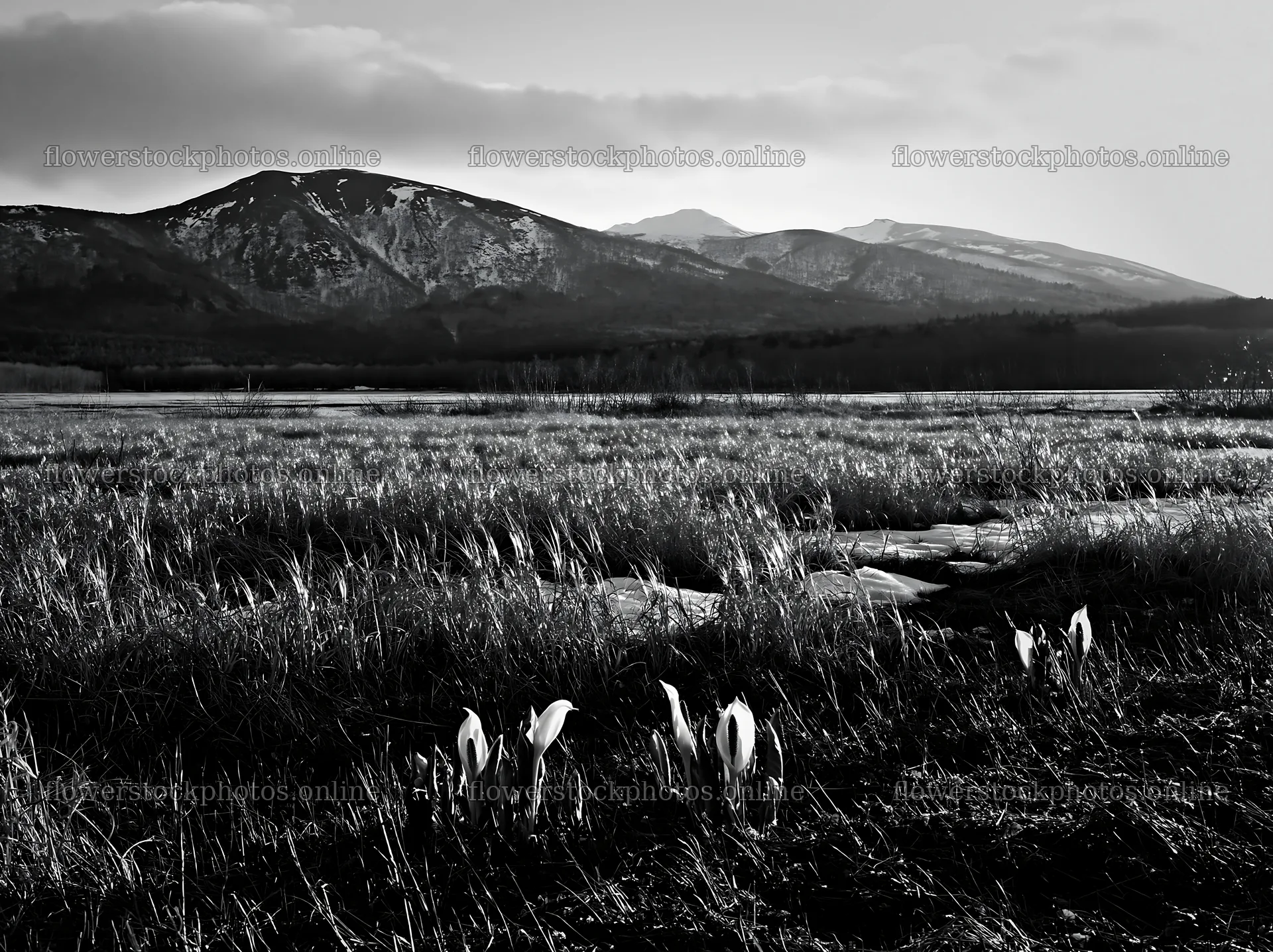 Akita snowmelt meadow with silver grasses and distant mountains – flower stock photos 9174x6866