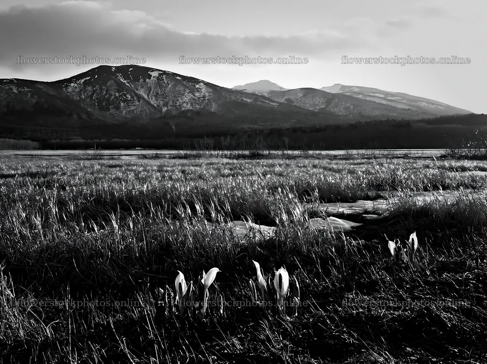 Akita snowmelt meadow with silver grasses and distant mountains – flower stock photos 9174x6866