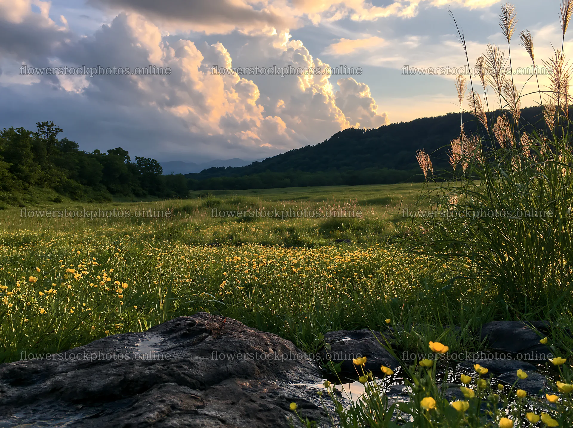 Yamanashi regenerative meadow with basalt stones and flowers – flower stock photos 9174x6866