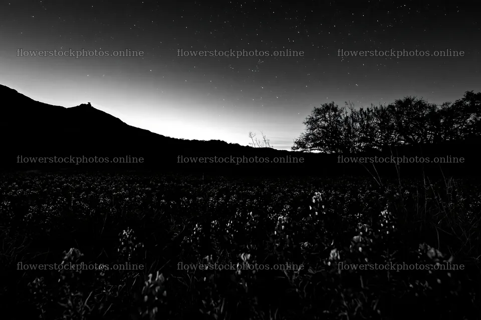 Bluebonnet meadow at sunrise with silhouettes in black and white – flower stock photos 9722x6480