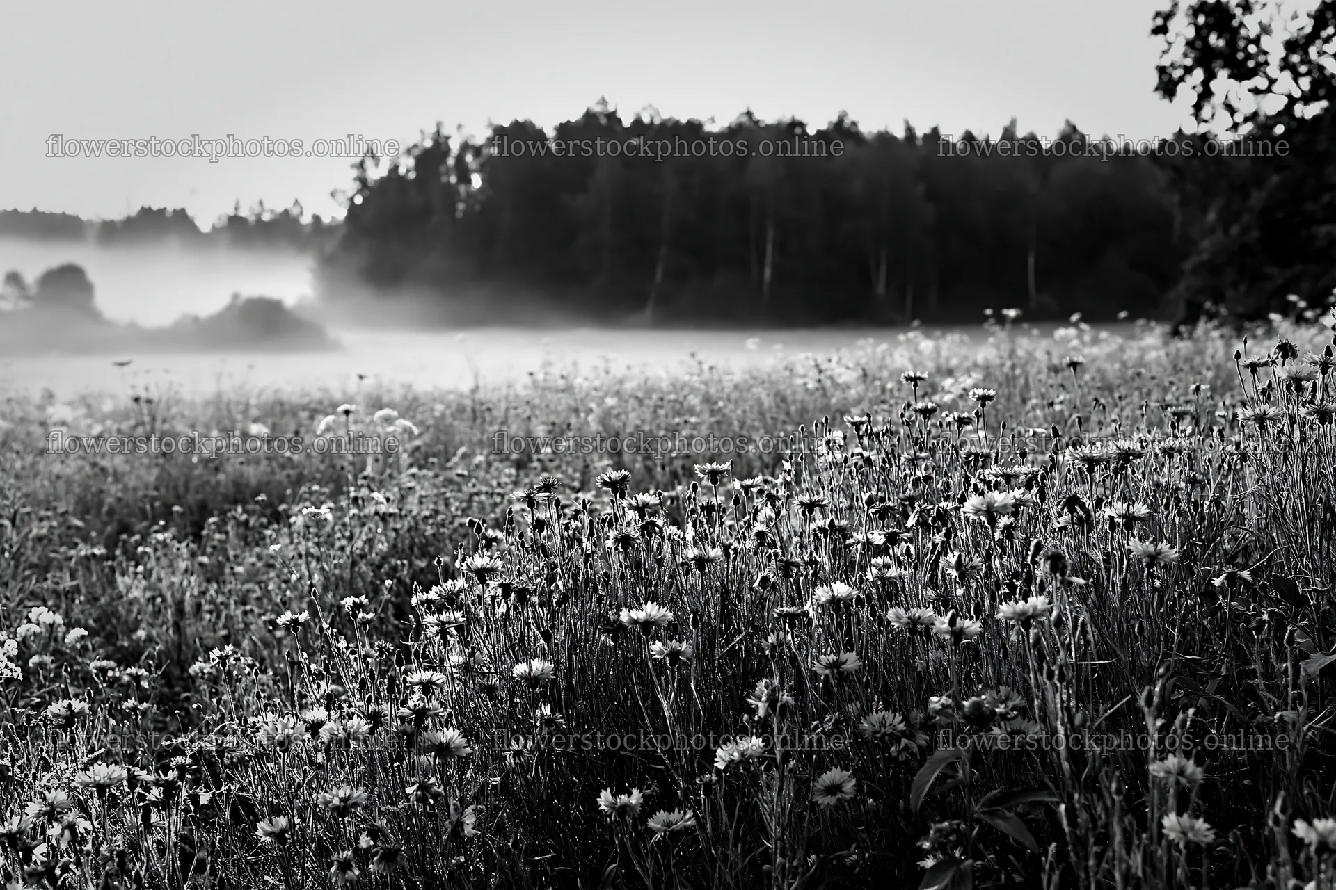 Meadow with cornflowers and trees in early morning light – flower stock photos 9722x6480