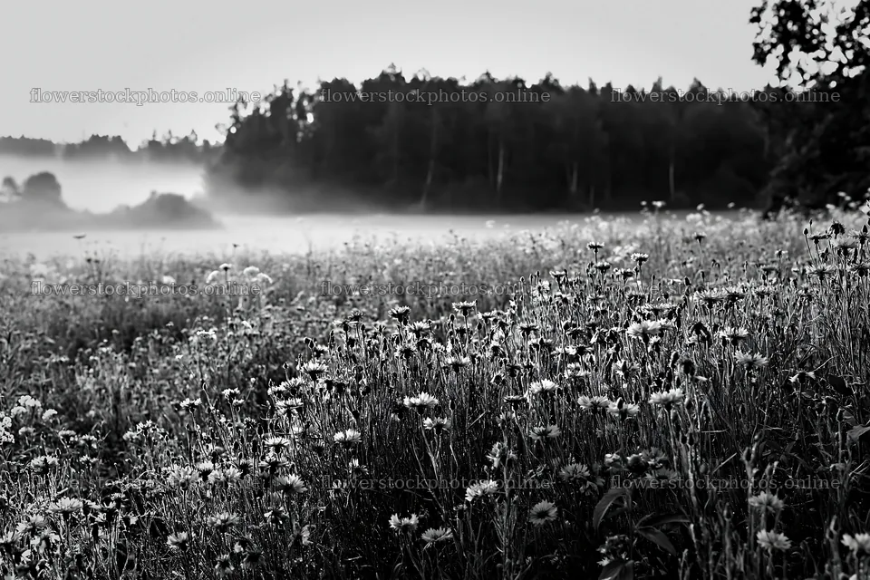 Meadow with cornflowers and trees in early morning light – flower stock photos 9722x6480