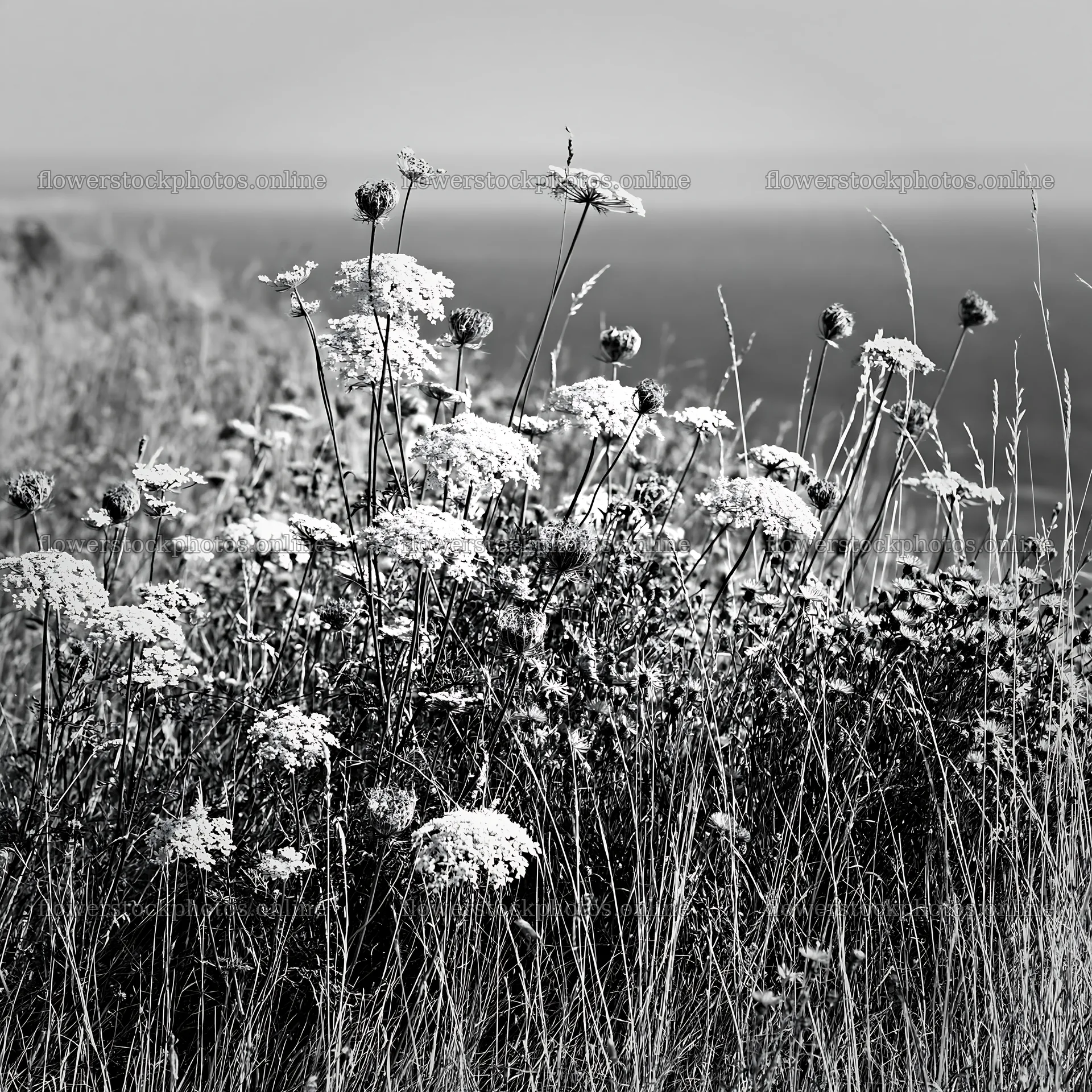 Clifftop meadow with wildflowers overlooking the ocean – flower stock photos 7938x7938