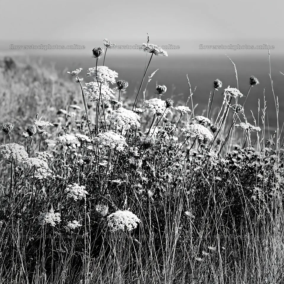 Clifftop meadow with wildflowers overlooking the ocean – flower stock photos 7938x7938