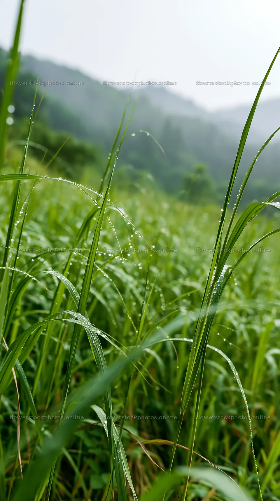 Fukui native grass meadow rain droplets shine in the light – flower stock photos 5938x10608