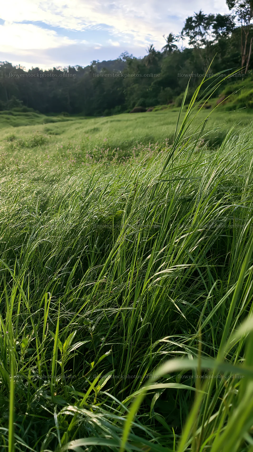 Kochi monsoon meadow rain beaded grasses with tall green blades – flower stock photos 5938x10608