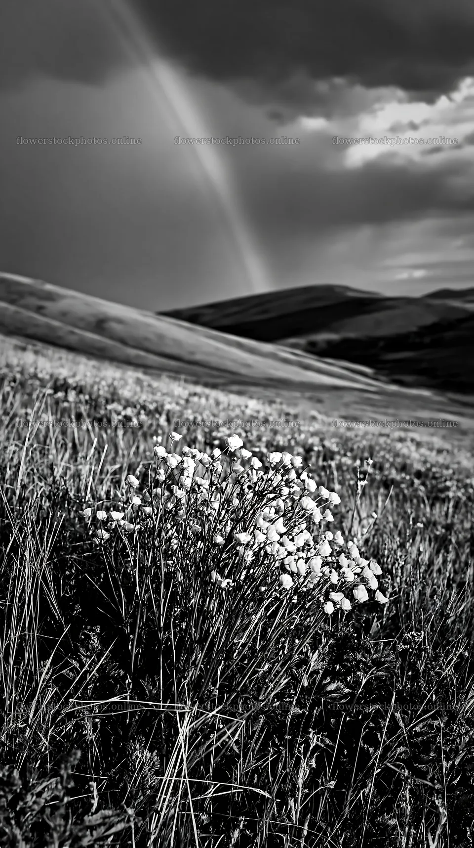Colorful buttercup meadow under a rainbow in nature – flower stock photos 5938x10608