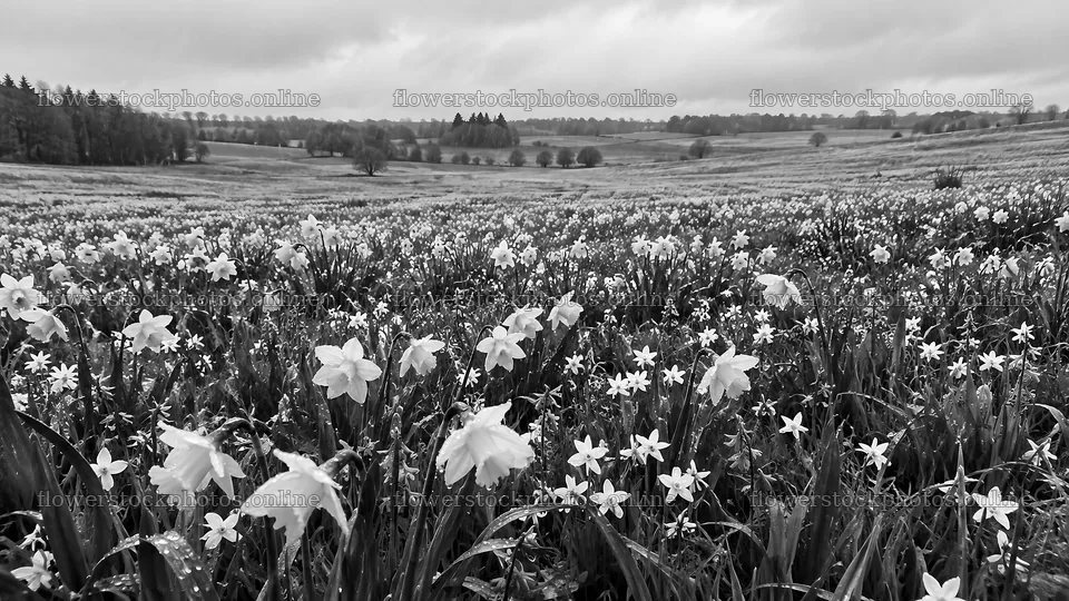 Spring Bulb Meadow in Monochrome – flower stock photos 10324x5812