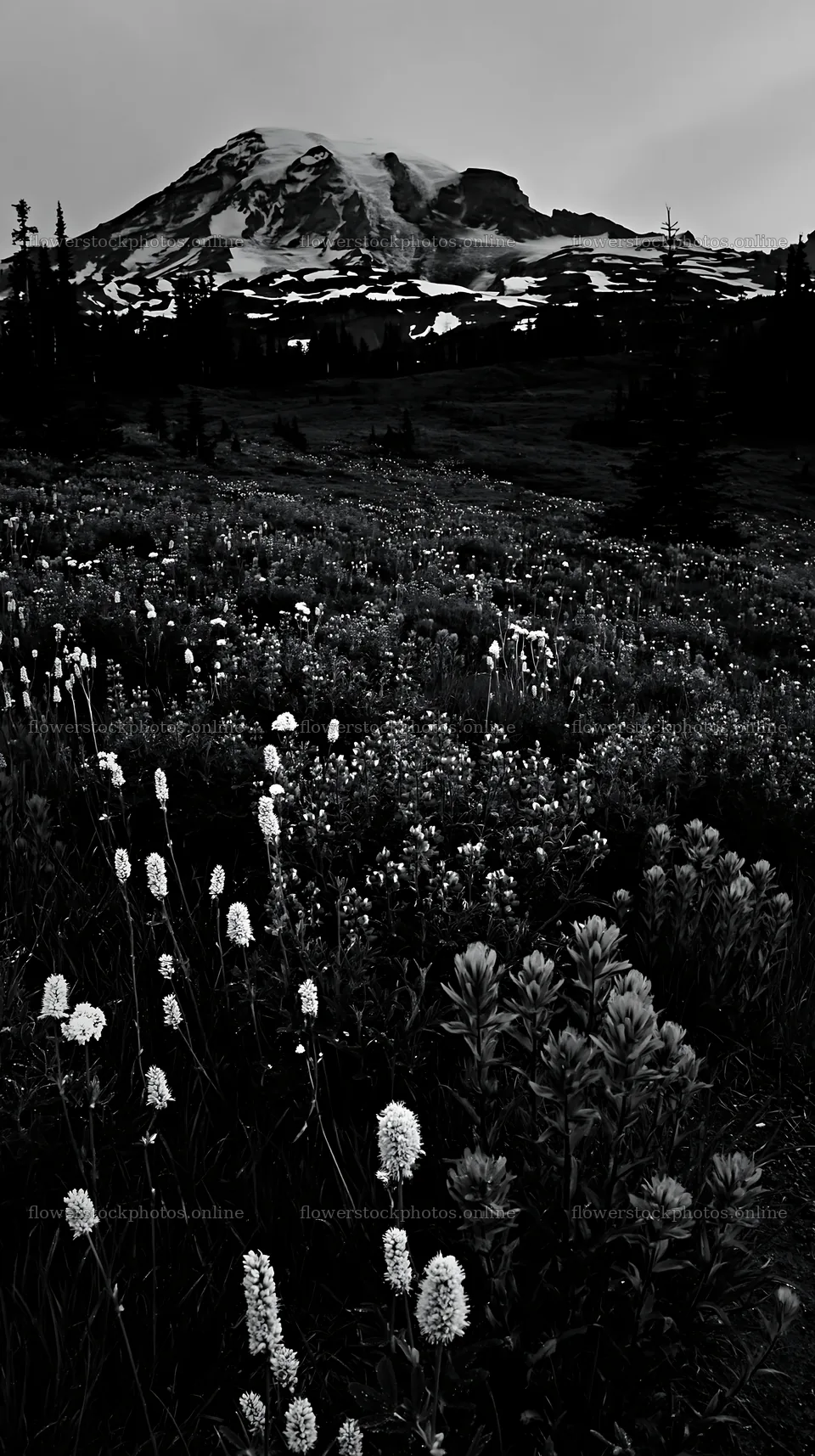 Mount Rainier paintbrush and lupine in meadow landscape – flower stock photos 5938x10608