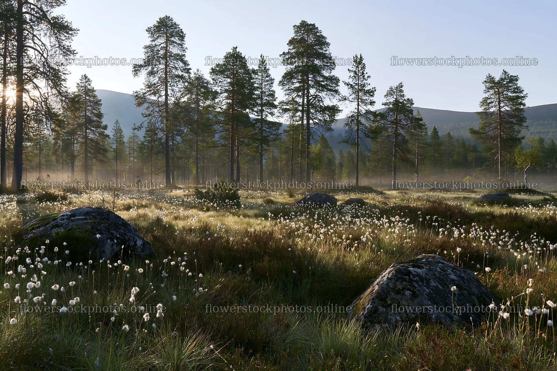 Pine forest meadow with misty morning light – flower stock photos 9722x6480