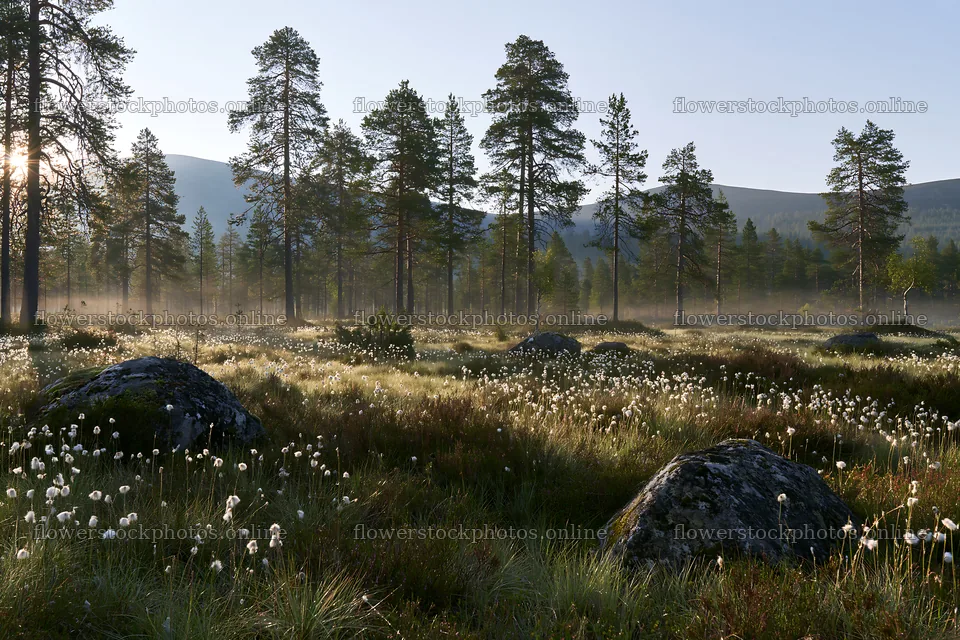 Pine forest meadow with misty morning light – flower stock photos 9722x6480