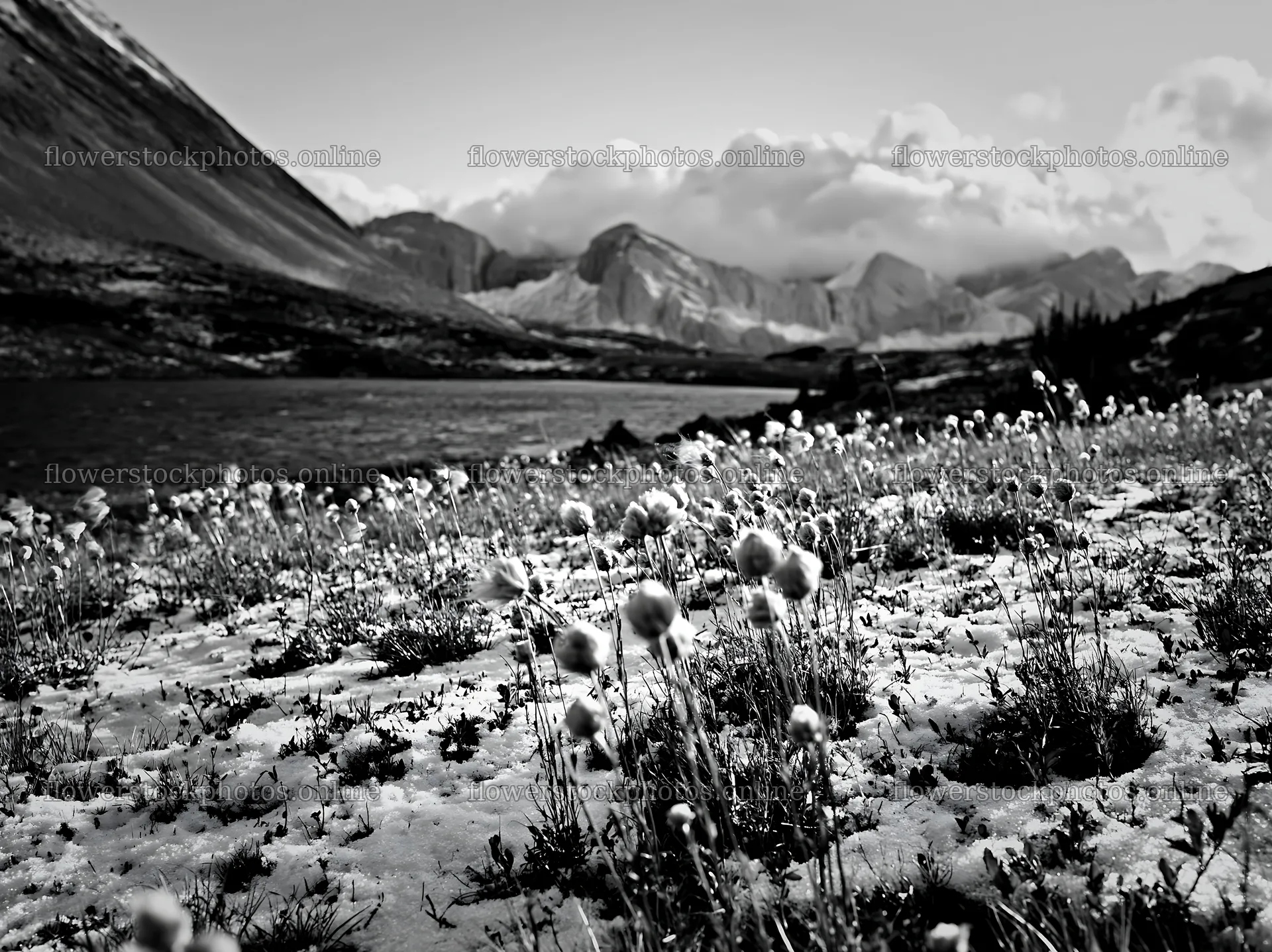Lakeside meadow after first snowfall with mountain backdrop – flower stock photos 9174x6866