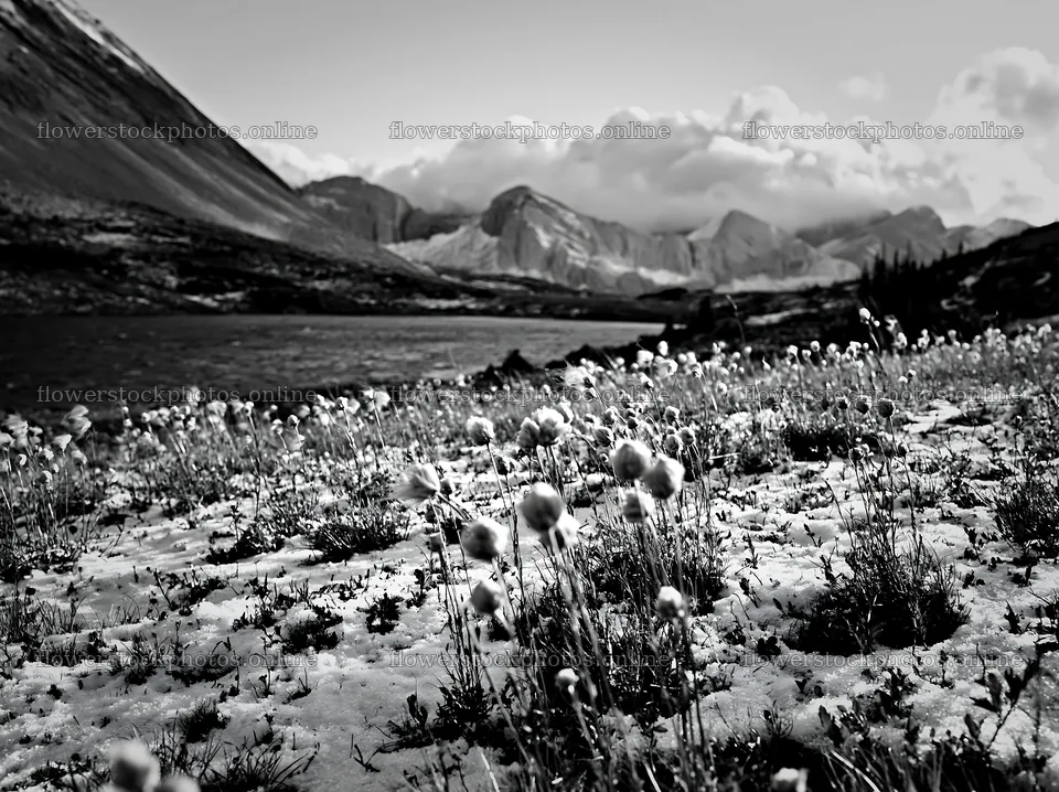 Lakeside meadow after first snowfall with mountain backdrop – flower stock photos 9174x6866