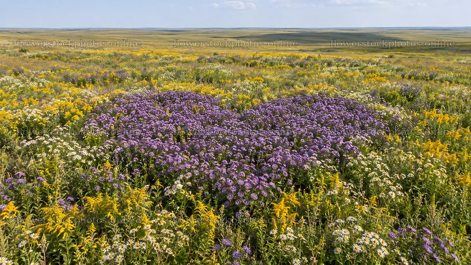 Heart-Shaped Purple Blooms in a Flower Meadow – flower stock photos 10324x5812