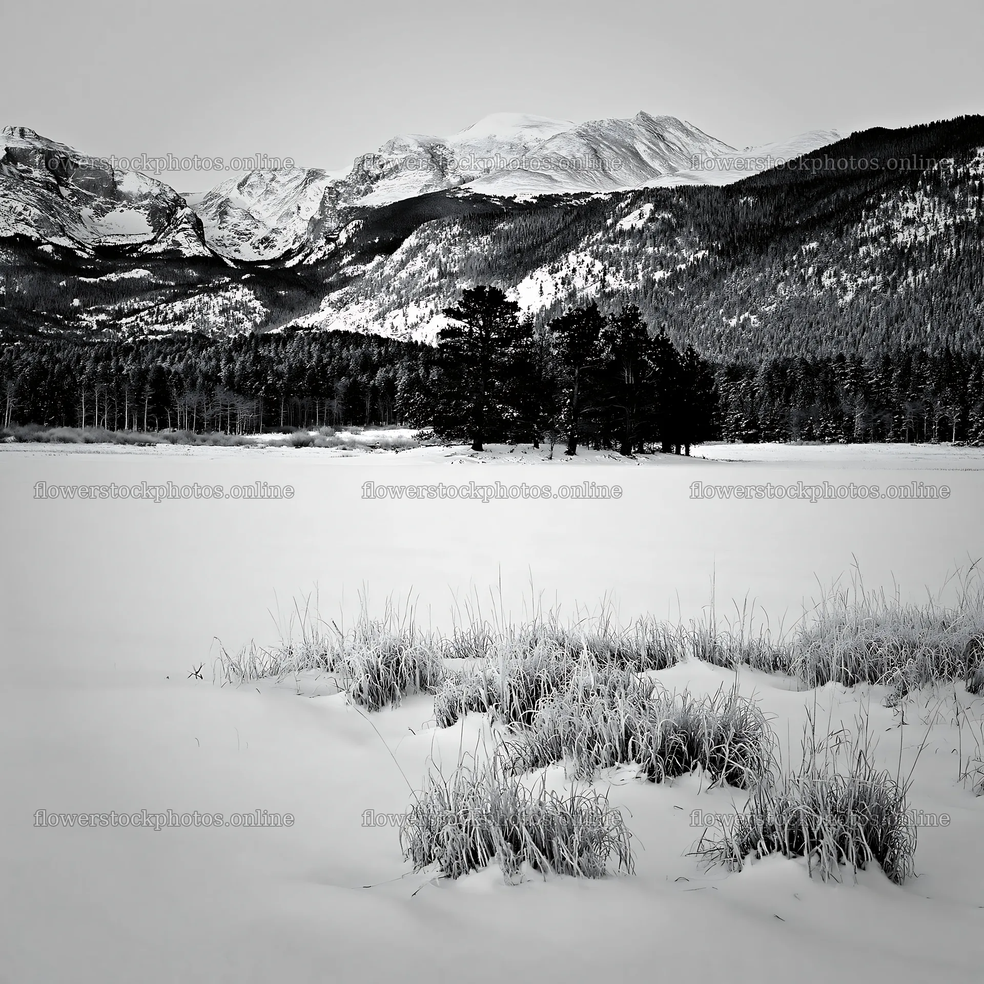 Snowy meadow in Rocky Mountain Park during winter – flower stock photos 7938x7938