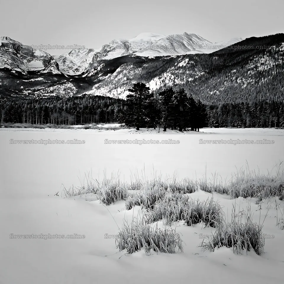 Snowy meadow in Rocky Mountain Park during winter – flower stock photos 7938x7938