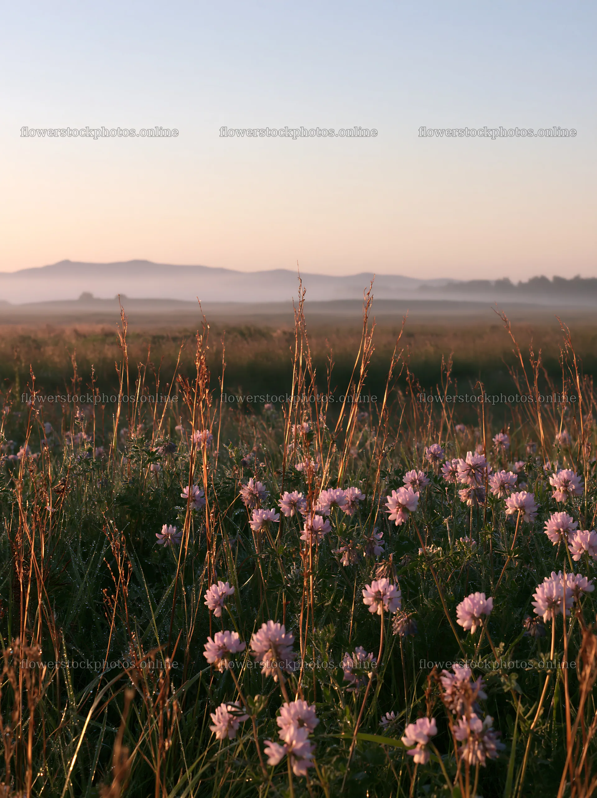 Saga floodplain meadow with reed foreground at sunrise – flower stock photos 6866x9174