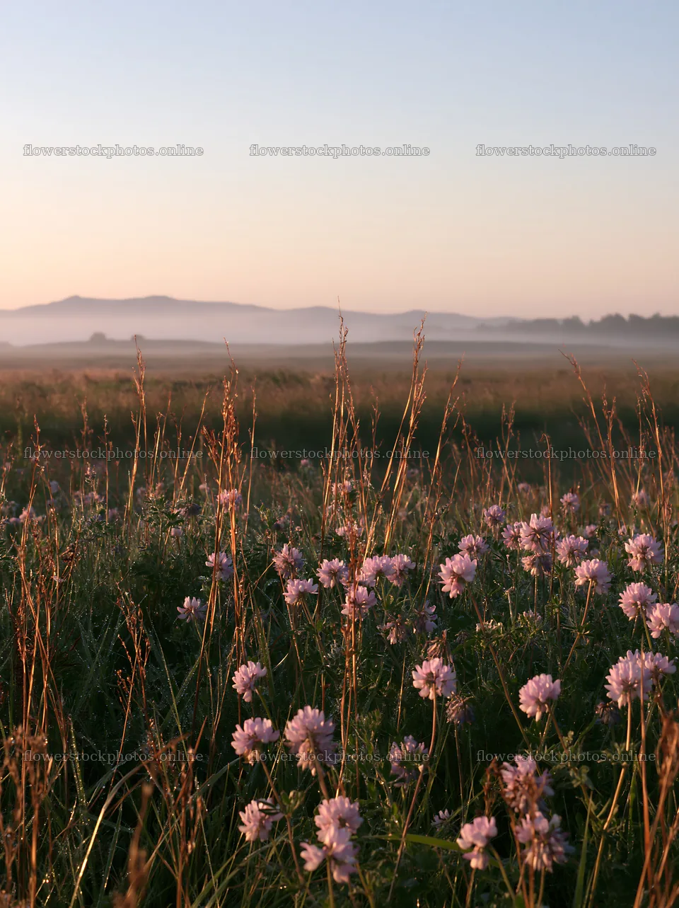Saga floodplain meadow with reed foreground at sunrise – flower stock photos 6866x9174