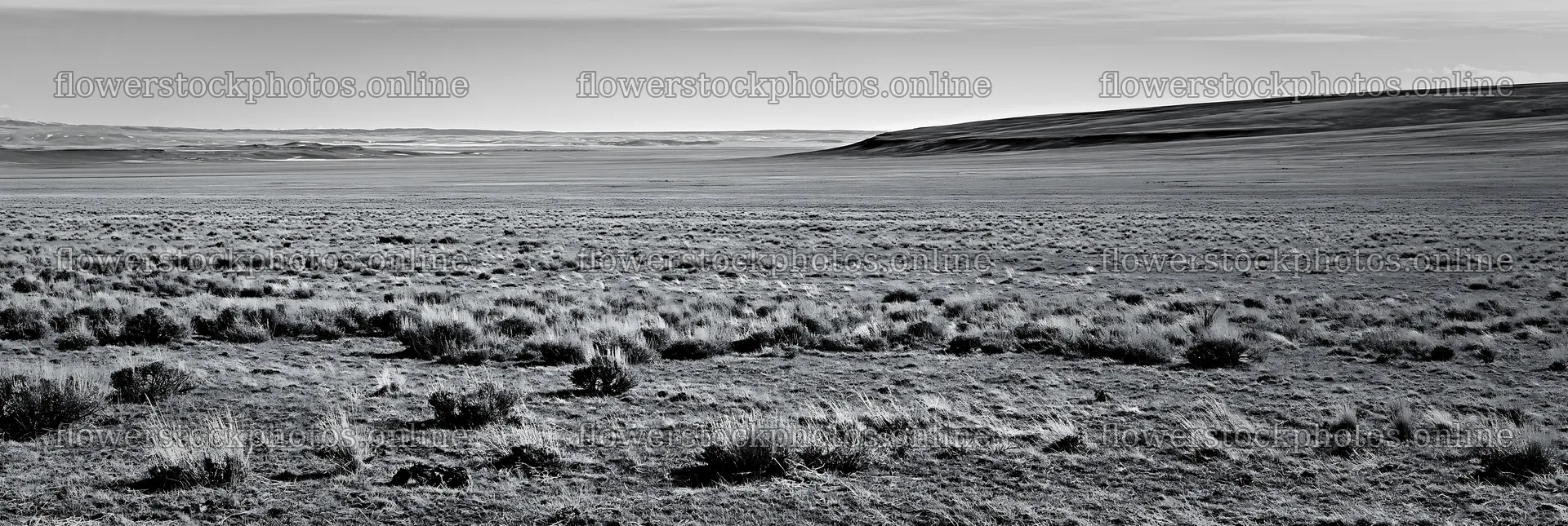 Drought-tolerant meadow with sparse vegetation under blue sky – flower stock photos 13690x4602