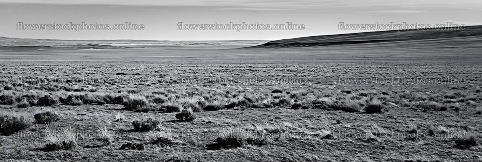 Drought-tolerant meadow with sparse vegetation under blue sky – flower stock photos 13690x4602