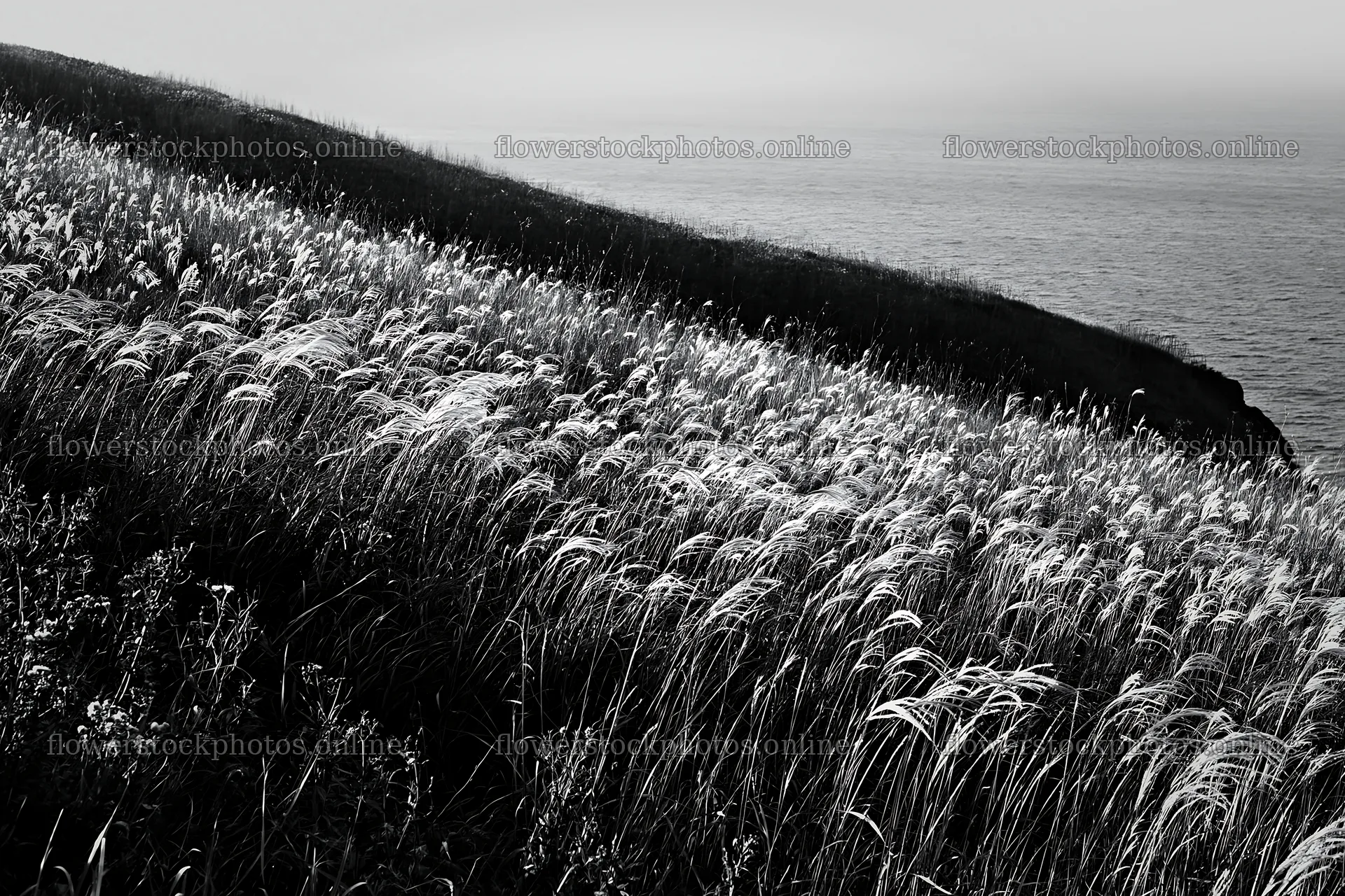 Climate-resilient Hokkaido silver grass meadow seedheads shine – flower stock photos 9722x6480
