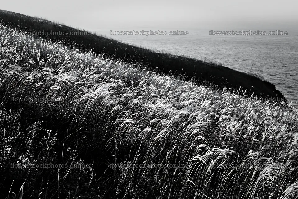 Climate-resilient Hokkaido silver grass meadow seedheads shine – flower stock photos 9722x6480