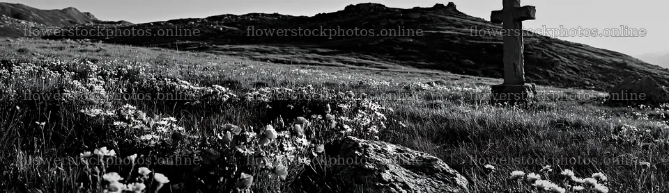 Christian cross in alpine meadow with flowers and mountains – flower stock photos 14762x4268