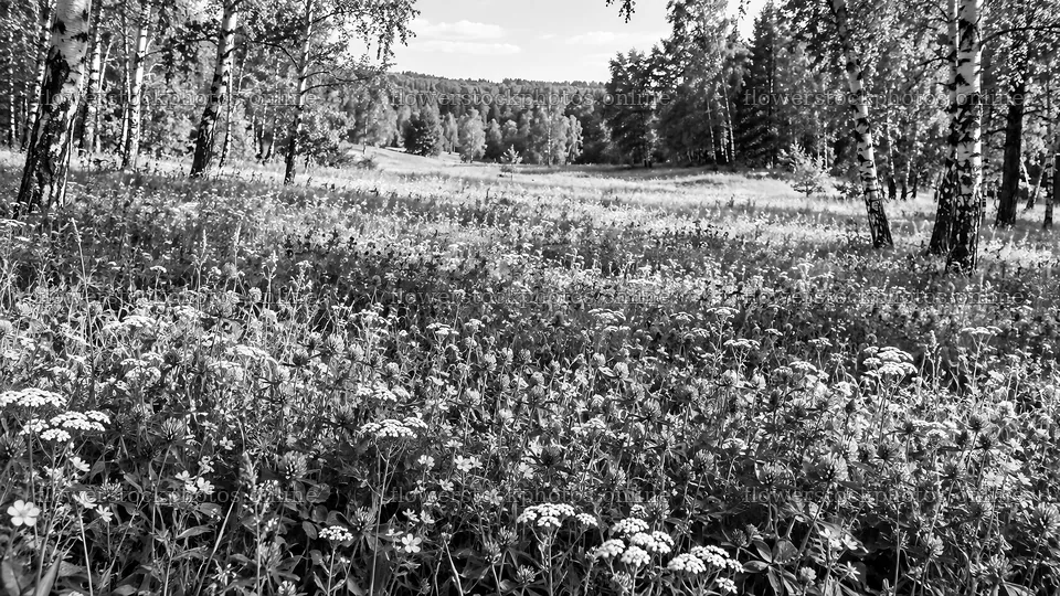 Black and White Forest Clearing with Wildflowers – flower stock photos 10324x5812