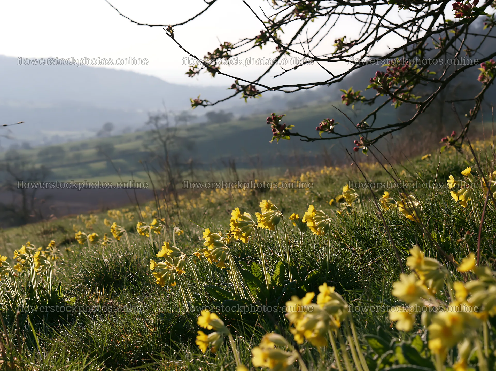 Hillside apple meadow with yellow flowers in the foreground – flower stock photos 9174x6866