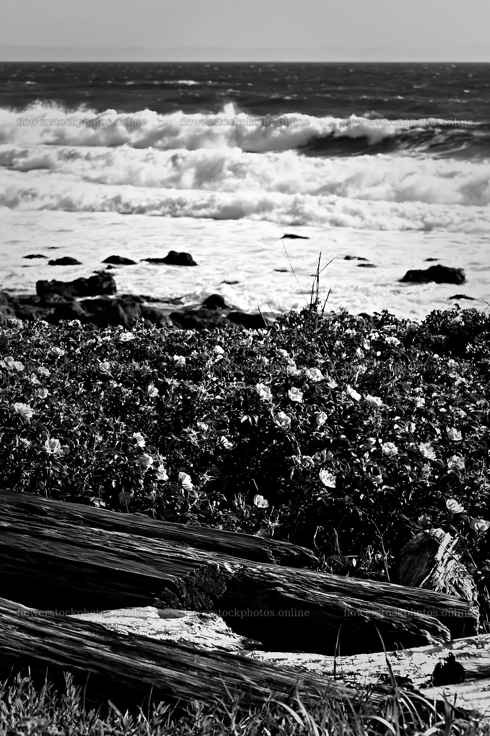 Chiba coastal climate meadow with flowers and driftwood – flower stock photos 6480x9722