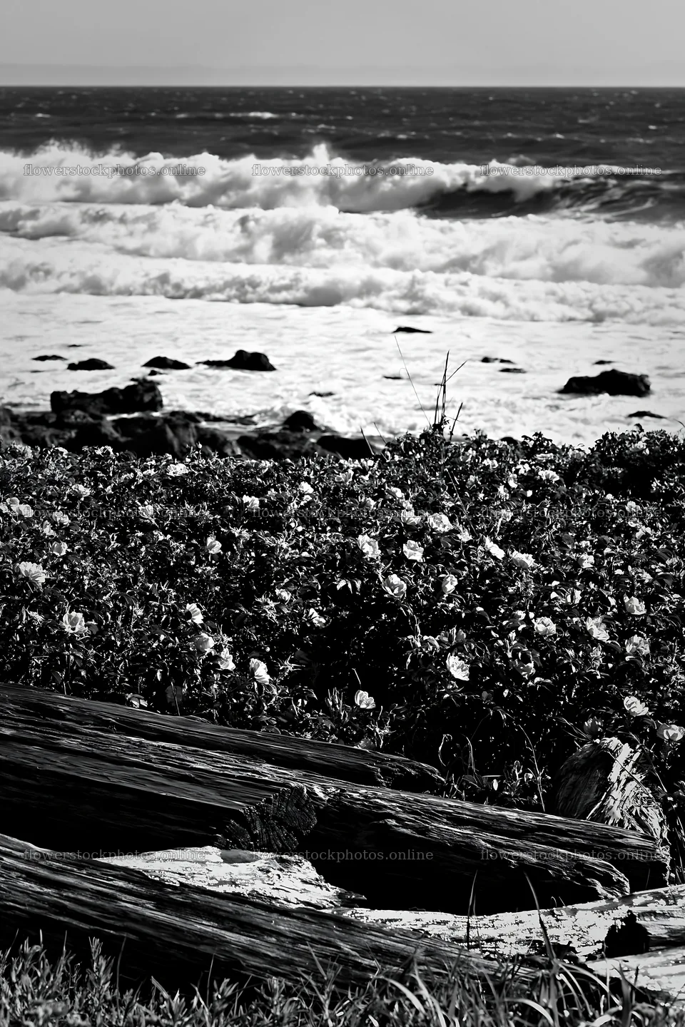 Chiba coastal climate meadow with flowers and driftwood – flower stock photos 6480x9722