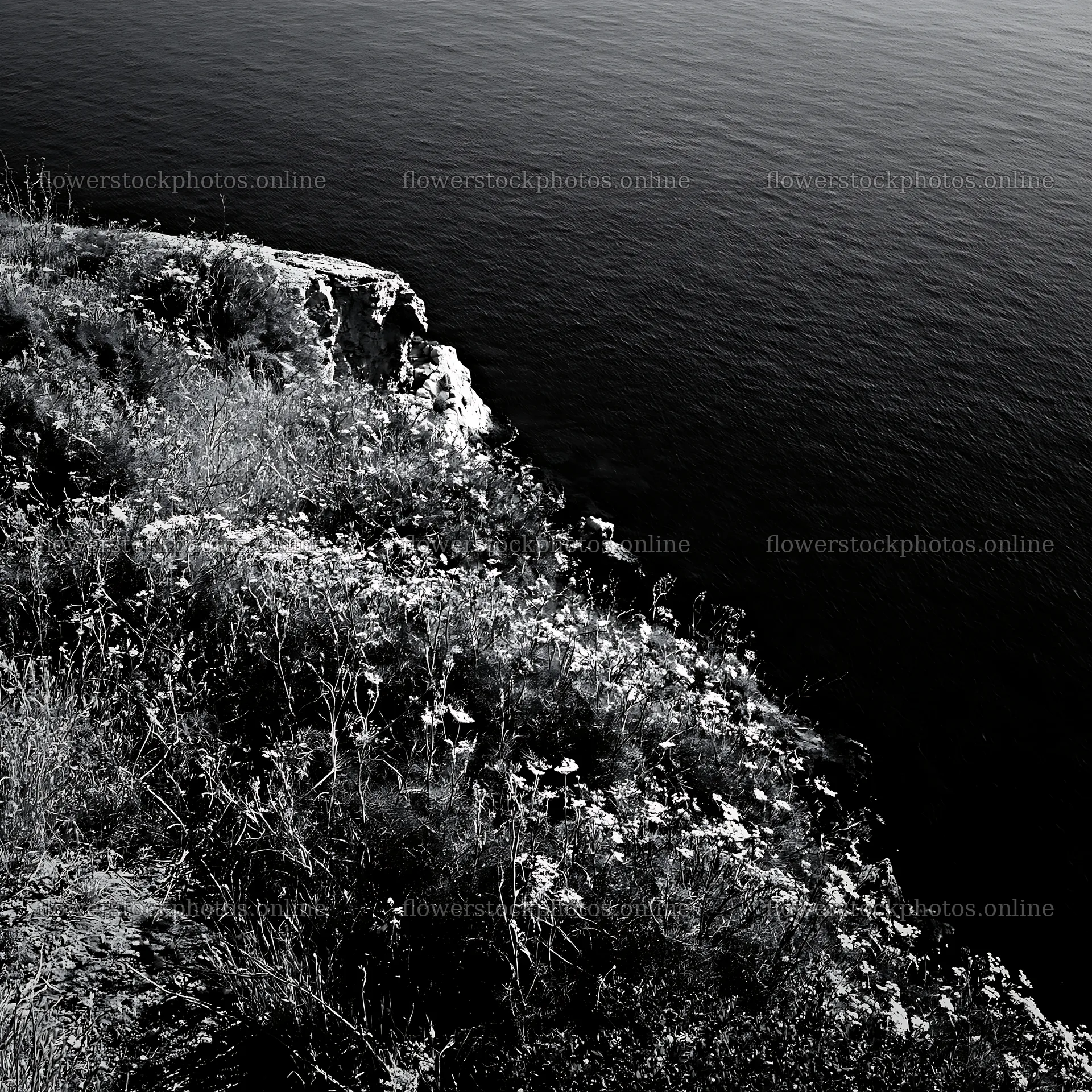 Coastal meadow cliffs with flowers above the ocean – flower stock photos 7938x7938