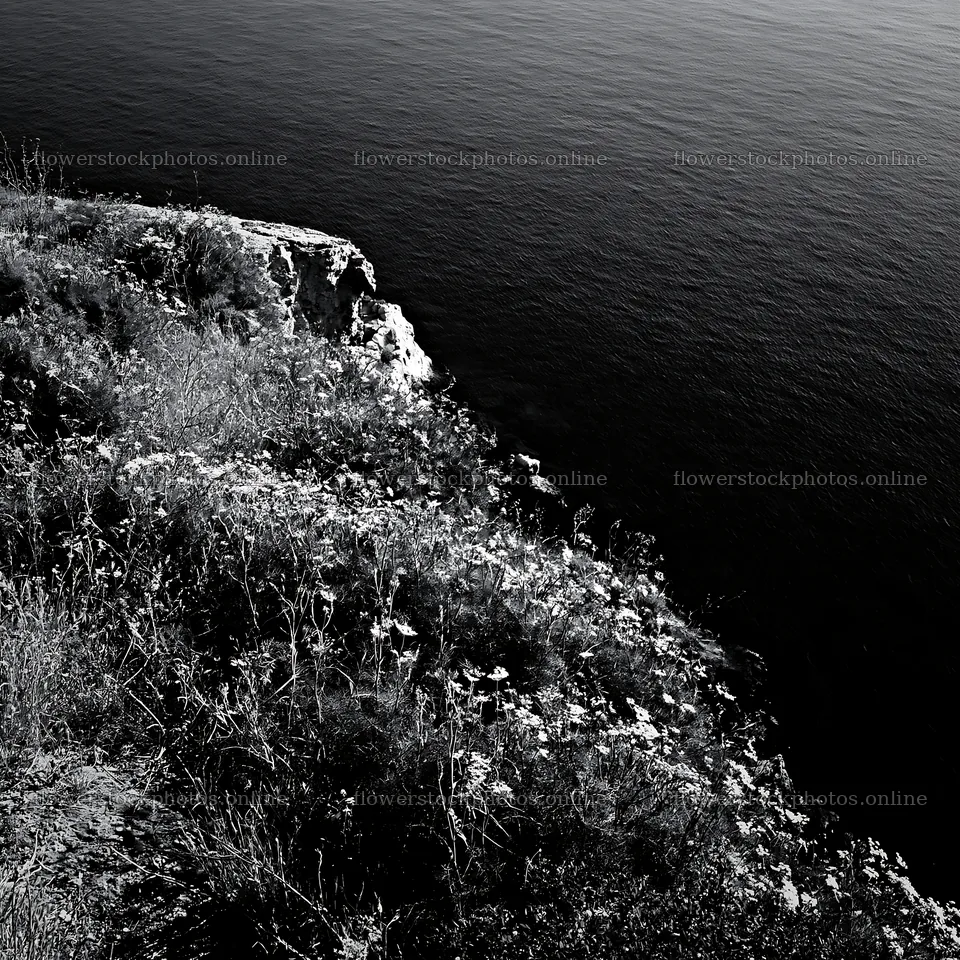 Coastal meadow cliffs with flowers above the ocean – flower stock photos 7938x7938