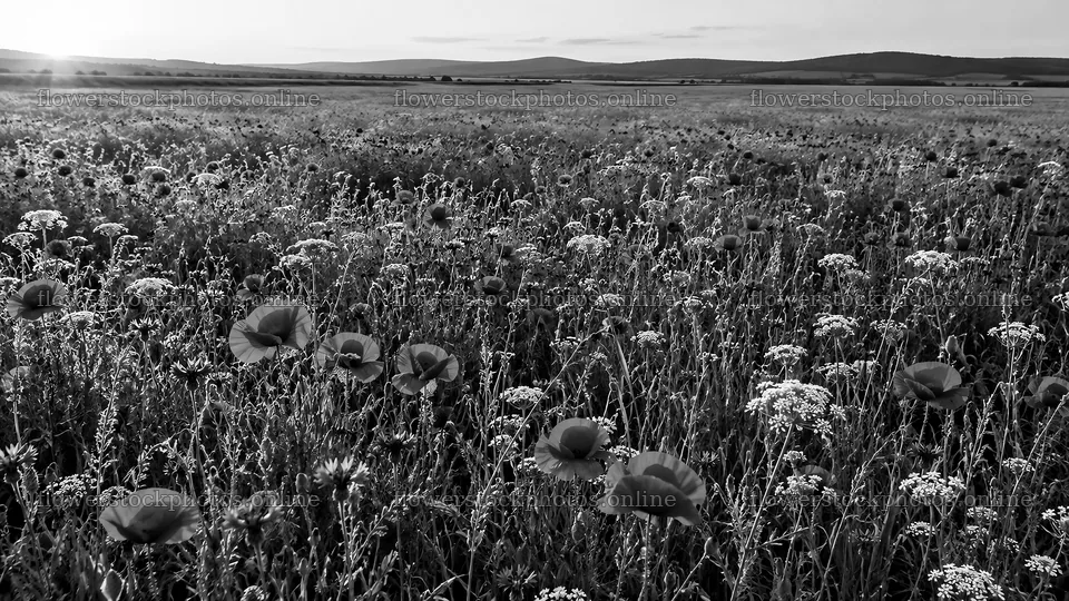 Monochrome Wildflower Meadow and Rolling Hills – flower stock photos 10324x5812