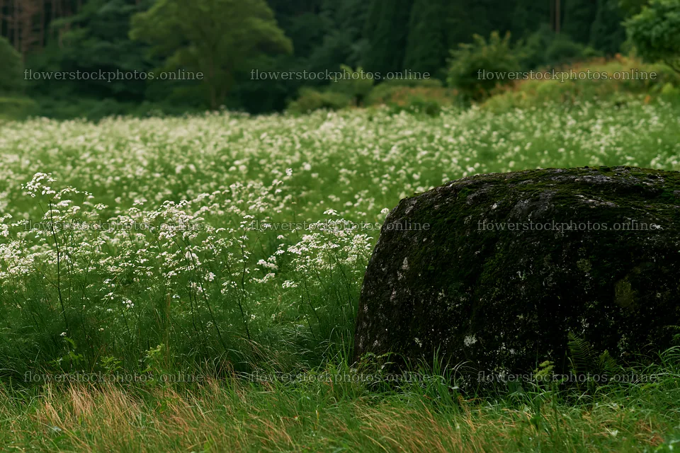 Aomori climate resilient meadow with boulder – flower stock photos 9722x6480