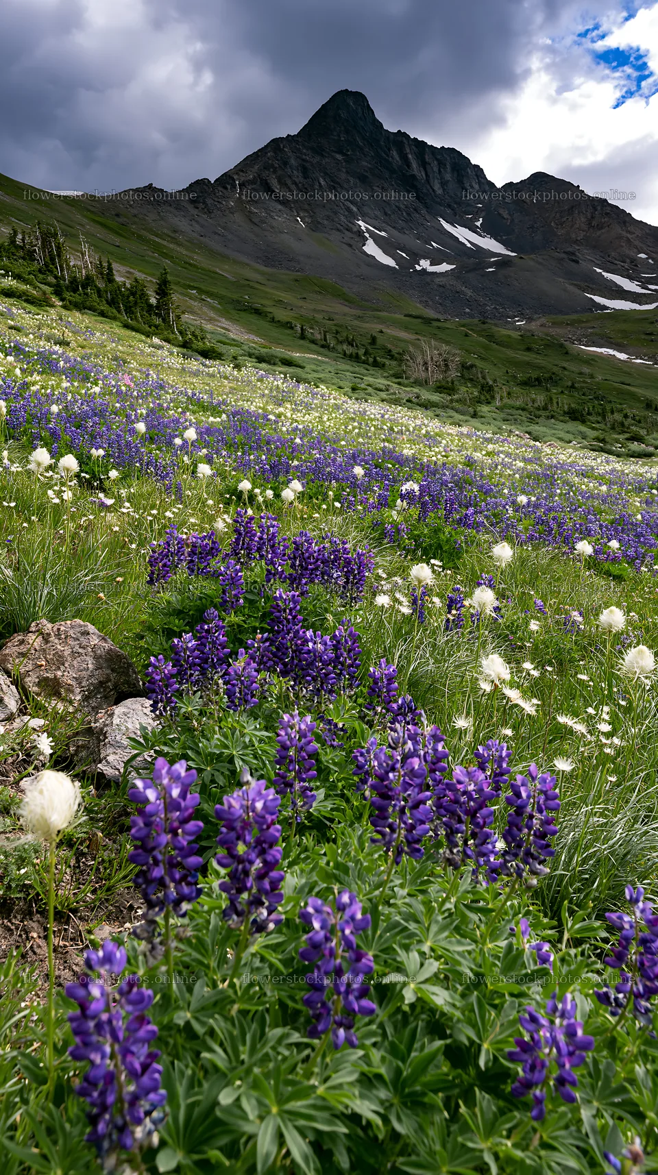 Colorful lupine meadow with mountains in the background – flower stock photos 5938x10608