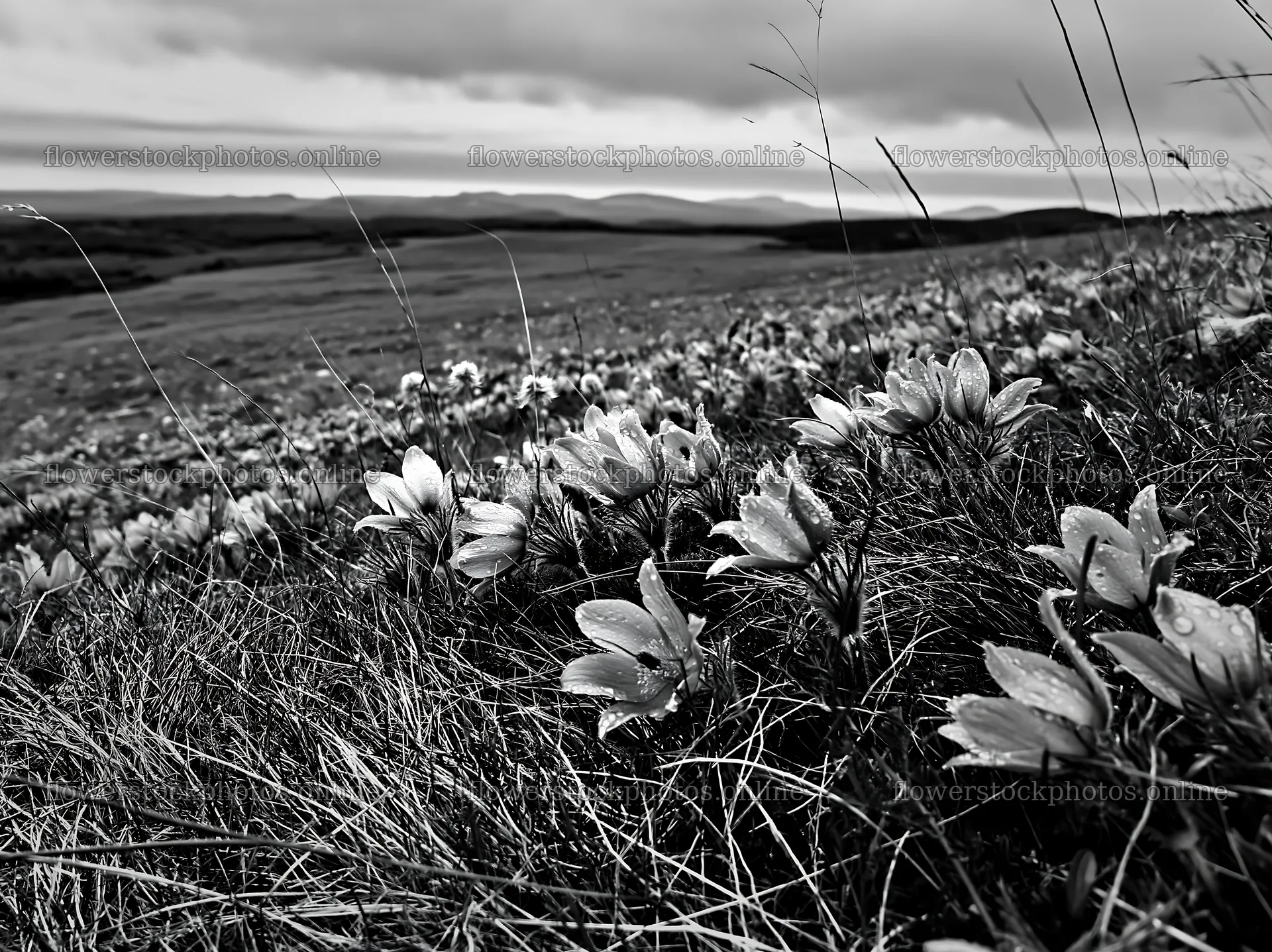 Cloudy meadow with pasque flowers in bloom – flower stock photos 9174x6866