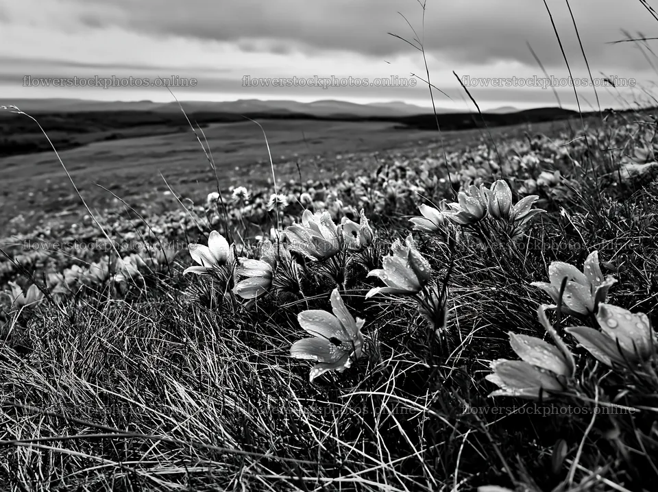 Cloudy meadow with pasque flowers in bloom – flower stock photos 9174x6866