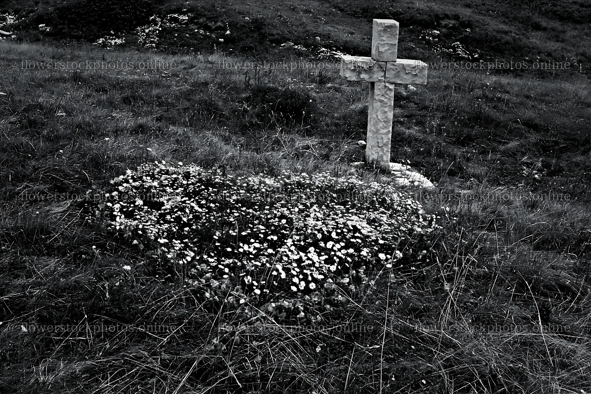 Christian cross in meadow with flowers in black and white – flower stock photos 9722x6480