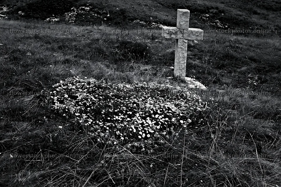 Christian cross in meadow with flowers in black and white – flower stock photos 9722x6480