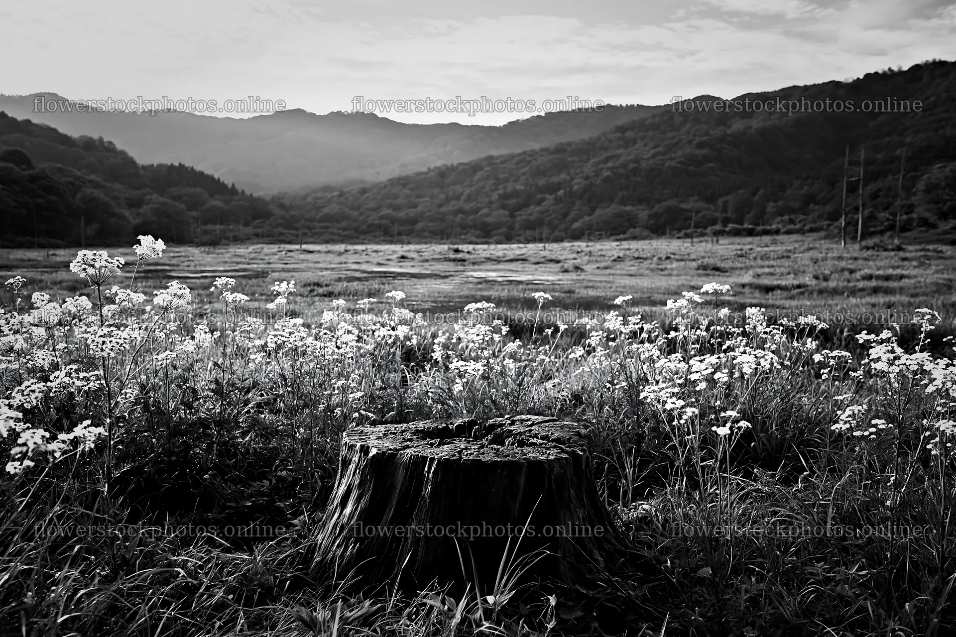 Fukushima native meadow with a weathered stump – flower stock photos 9722x6480